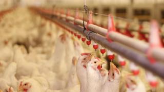 晓鸣股份2023年6月鸡产品销售收入环比下降26.07%