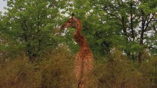 南非惊现S型脖子的长颈鹿！还有更诡异的L型、Z型
