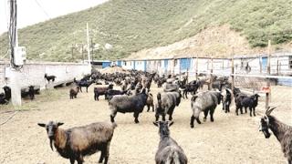 做大黑山羊繁育基地 当好产业“领头羊”