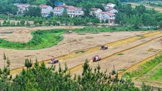 农机齐上阵，麦收正当时！机械化助力武汉新洲“麦”向丰收