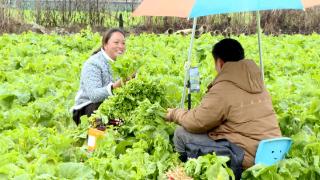 新春走基层｜主播，请到我家地里“带菜”