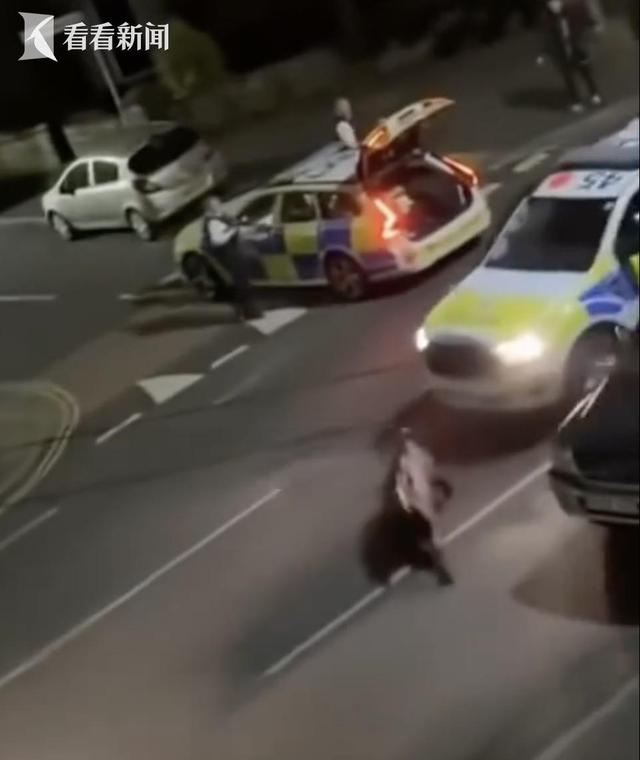 英国警察2次高速撞击小牛 内政大臣：有必要吗？