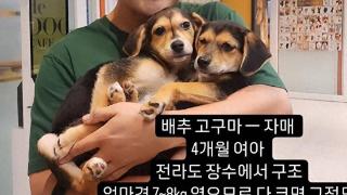 韩国知名艺人，晒与流浪狗合照，曾透露“比起人，我更喜欢狗狗”