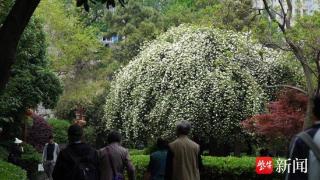 南京一树木香花正迎来盛花期，花朵繁茂如盖，香气四溢