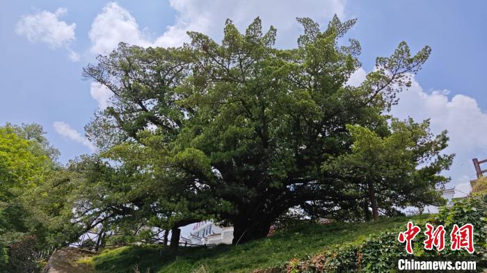《湖南省古树名木保护两年行动方案（2024-2025年）》发布