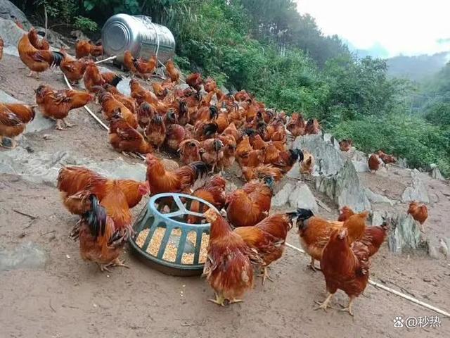 广东“十大名鸡”出炉！哪道“鸡”是你的最爱？