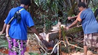 世界上“最不正经”的椰子树：从不结一个椰子，却能养活上百万人