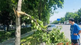 华商记者帮|车停路边却被断裂树枝砸中 园林绿化部门：树有保险