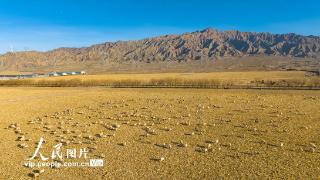 甘肃肃南：20万只牛羊借牧农家现双赢