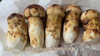 探秘松茸：为何食客为之疯狂