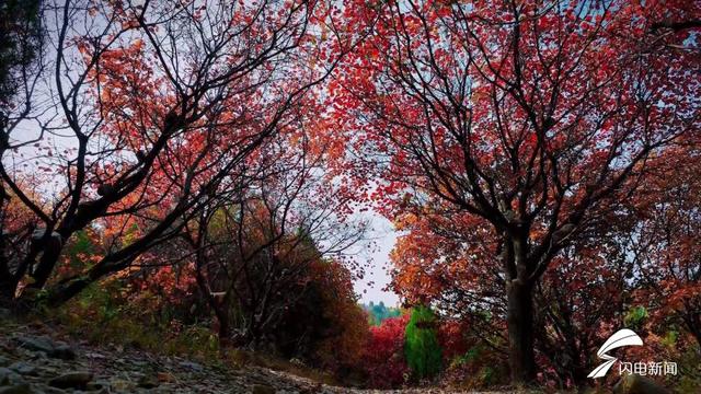 进入深秋，肥城市石坞洞山迎来了一年当中最美的时节