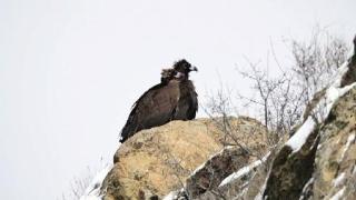 庞泉沟保护区首次成群秃鹫聚集