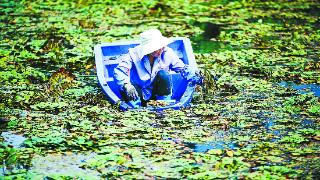 水中生“金” 菱角飘香