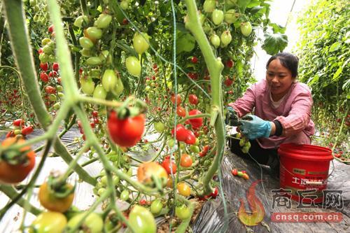 工人正在蔬菜大棚内采摘番茄