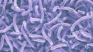 赫尔松州州长：霍乱疫病不可能传播到第聂伯河左岸