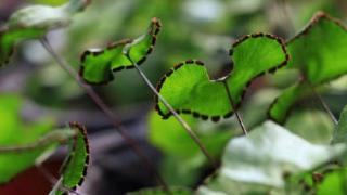 首获成功！植物大熊猫荷叶铁线蕨实现野外回归