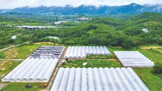 甜瓜种植尝甜头 “订单蔬菜”有奔头