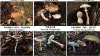 武汉疾控提醒：路边的蘑菇别采，别吃