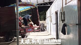 铜仁印江查获7100余公斤变质发臭猪肉