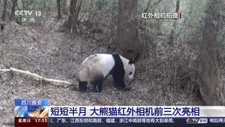 四川雅安芦山：大熊猫“巡山”