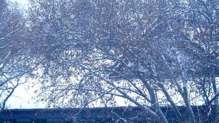 济南这场雪有多大？车辆花草树木都被覆盖了