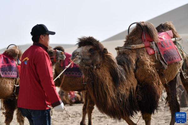 甘肃鸣沙山月牙泉景区骆驼“上班”每天轮流休息