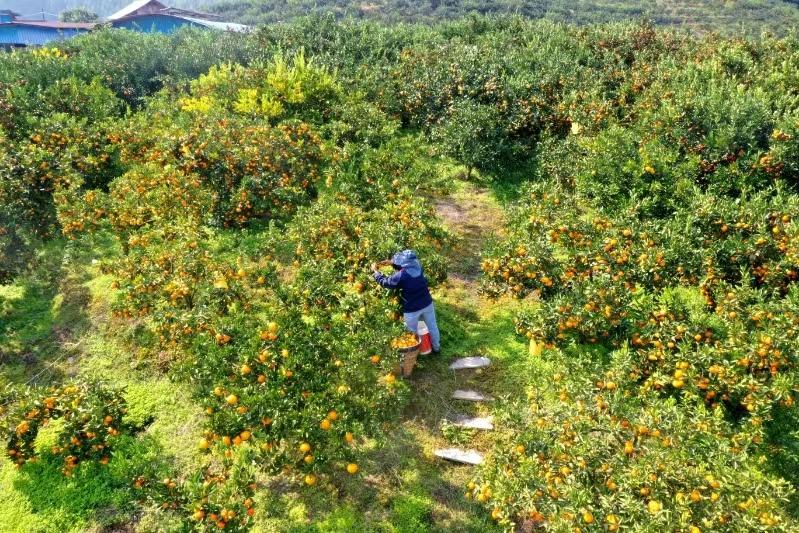 【高质量发展蹲点调研采访】余庆：柑橘“甜蜜”上市 硕果压枝好“丰”景