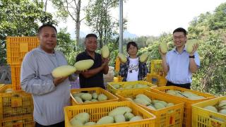 邮储银行“芒果贷” 助力望谟“甜梦”加速跑