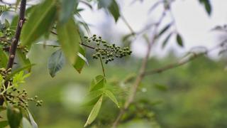 四川泸州：残次林种青花椒，荒山坡成致富林