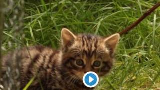 濒危仅剩几百只，新生2只苏格兰野猫幼崽，每天超皮累坏保育员