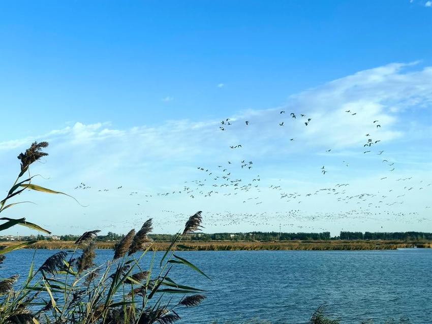 衡水湖被确定为人与生物圈自然教育基地试点