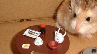 小仓鼠虽然是杂食性动物，但是喂投它们讲究不少，这些错误不能犯