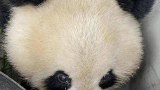 陕西西安一村民大棚内发现野生大熊猫，割了竹子给大熊猫吃