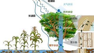 国际首次！试验成功