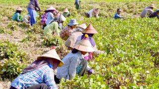 邻国商人大量收购绿豆，缅甸市场绿豆价格上涨