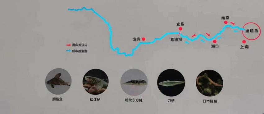 【天眼聚焦·长三角】探访上海长江口中华鲟自然保护区基地：共护“水中大熊猫”