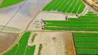 江西定南：中稻种植忙