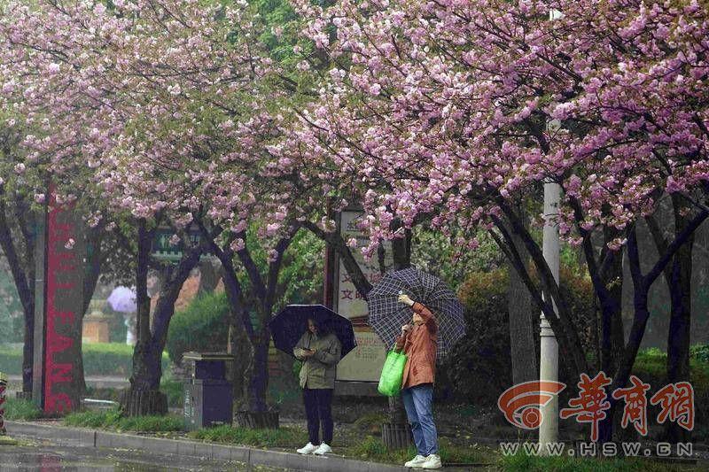 西安高新二路樱花盛开 市民驻足观赏