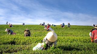 白马乡：特色种植产业化带动农民增收
