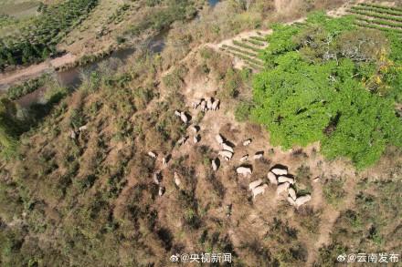 云南监测人员拍到数十头野生亚洲象同框罕见画面