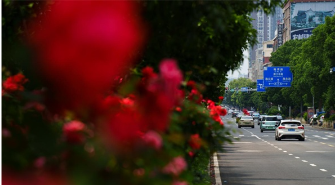 永州市中心城区树状月季迎来“爆花期”娇艳花朵绚丽多彩