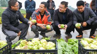 早市鲜食青菜头试种成功