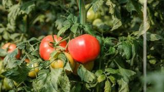 每天一个西红柿，真的能美白吗？