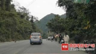 广西龙虎山自然保护区，司机骑车人不顾危险停车喂猴