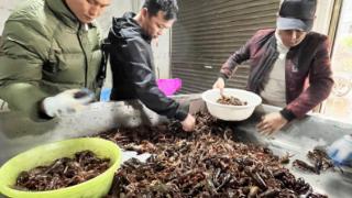 深耕蟹虾产业 推进乡村振兴