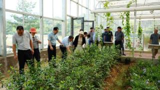 河南新县：中药材种植基地，来了一群助农专家