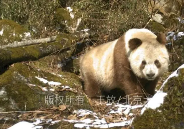 “我为熊猫狂”：被笃信的谣言，被围攻的科普