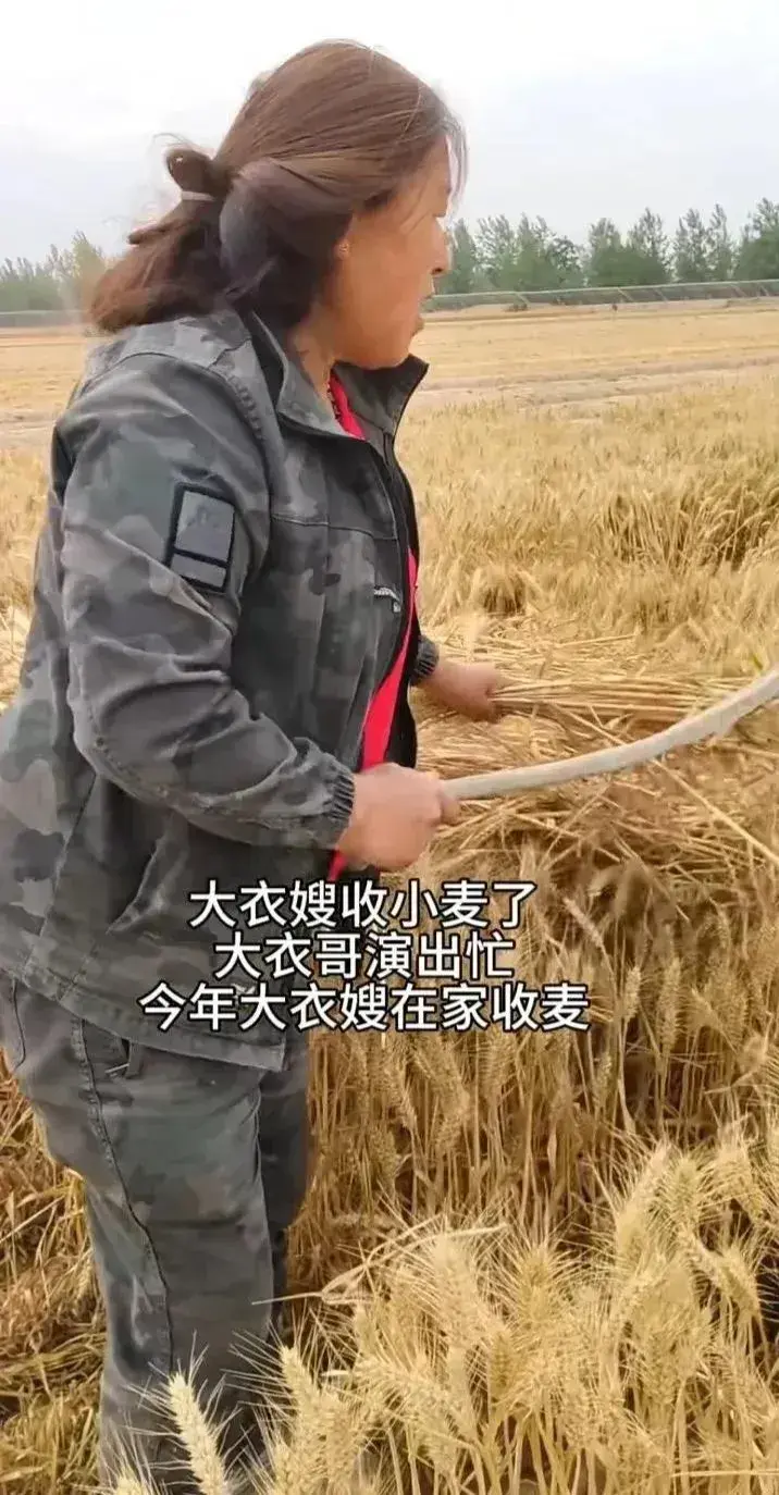大衣哥结束商演回村收麦子，走在田间地头气场十足，众多媒体跟拍