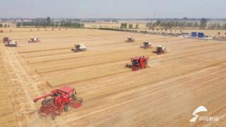 德州843万亩小麦正式开镰收割