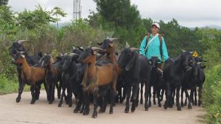云南南华：山羊养殖拓宽群众增收路